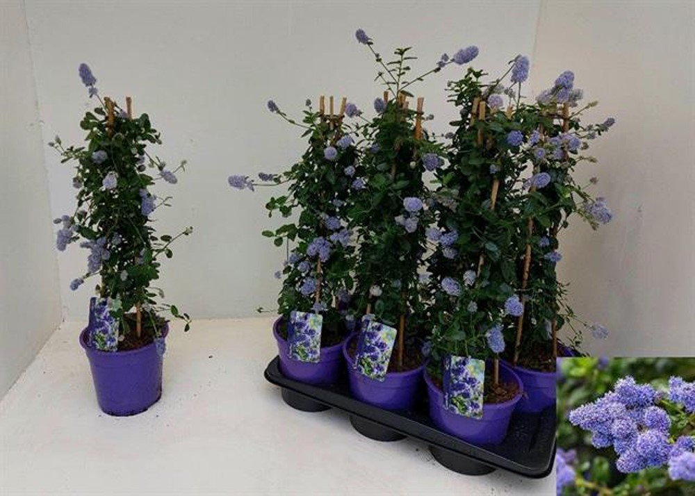 Dekoratyvinis krūmas, galvažiedė "Repens", vazonėlio skersmuo 17 cm.