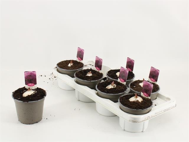 Daugiametė gėlė, dekoratyvinis česnakas "Ostara", vazonėlio skersmuo 14 cm.