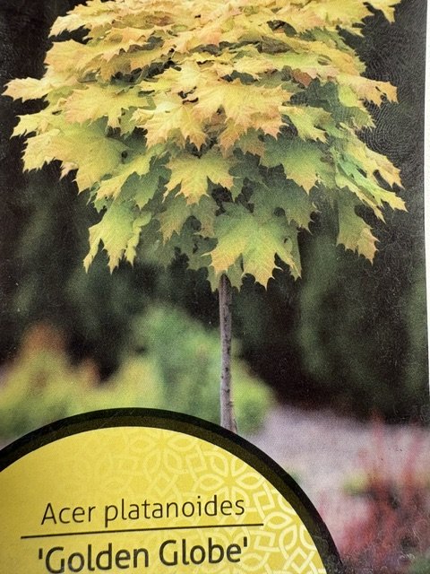 Dekoratyvinis medis, klevas " Golden Globe", ant stiebo, vazonėlio skersmuo 23 cm.