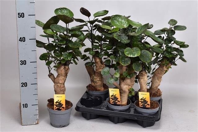 Kambarinis augalas, stimbris (Polyscias Fabian), vazonėlio skersmuo 12 cm.