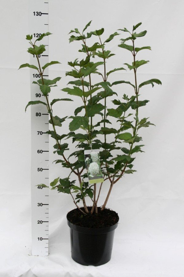 Dekoratyvinis krūmas, putinas paprastasis "Roseum", vazonas 7,5 l.