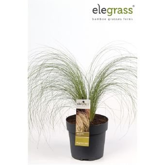 Žolinis augalas, ašuotė "Pony Tails", vazonėlio skersmuo 14 cm.