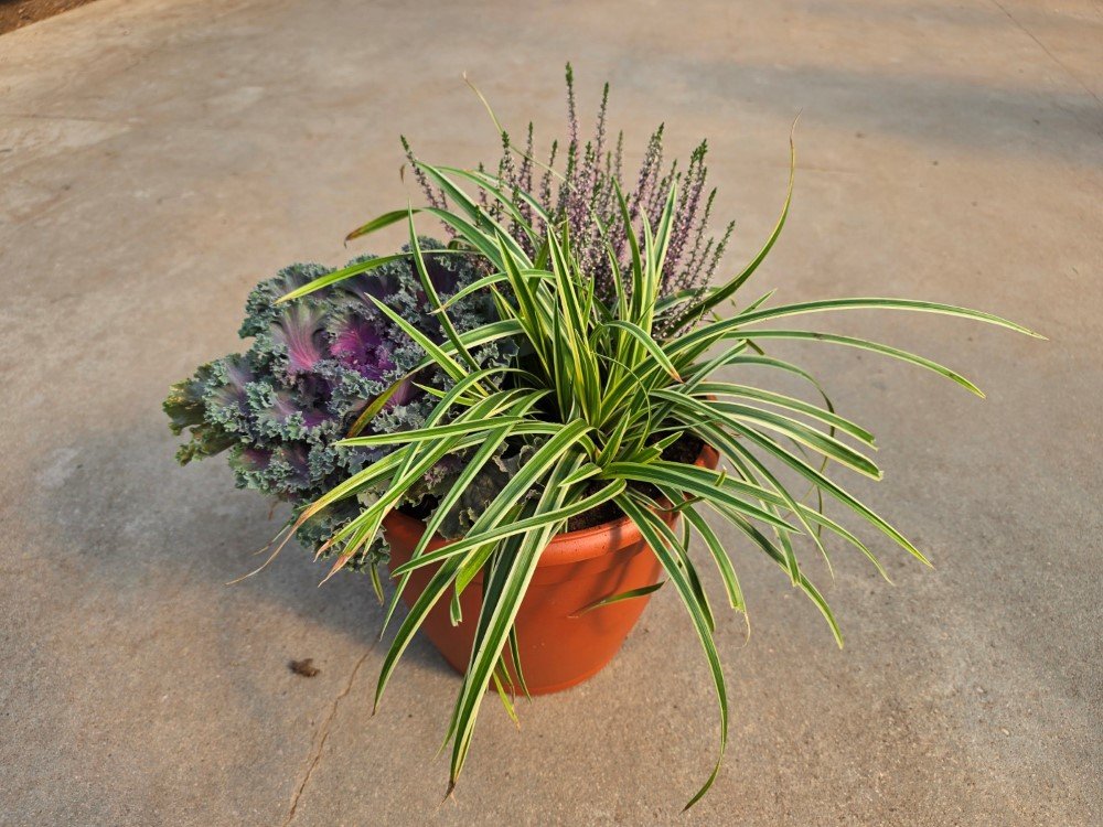 Vienmetė gėlė, rudeninių gėlių kompozicija PDB, vazonėlio skersmuo 28 cm.