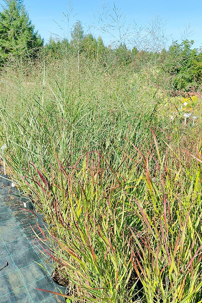 Žolinis augalas, rykštėtoji sora, įvairios, vazonas 2 l.