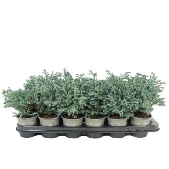 Spygliuotis, puskiparisis "Boulevard", vazonėlio skersmuo 9 cm.