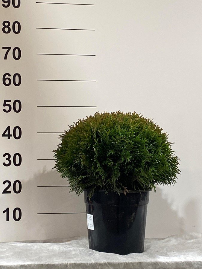 Spygliuotis, tuja "Danica", vazonėlio skersmuo 24 cm.