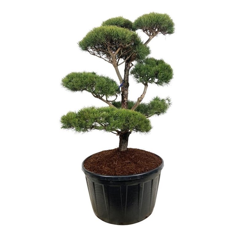 Spygliuotis, pušis paprastoji (bonsai), aukštis 125-150 cm., vazonas 285 l.