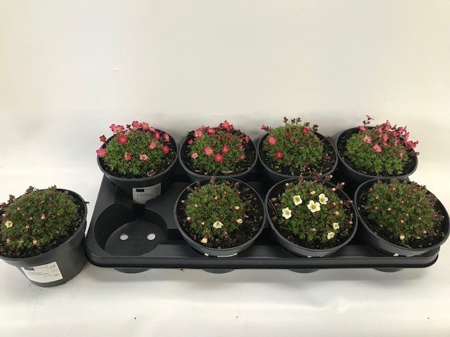 Alpinariumo augalas, uolaskėlė, vazonėlio skersmuo 13 cm.