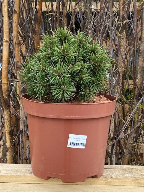 Spygliuotis, pušis dekoratyvinė "Un. Titus", vazonėlio skersmuo 23 cm.