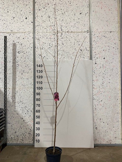 Dekoratyvinis medis, sakura "Kanzan", vazonėlio skersmuo 21 cm.