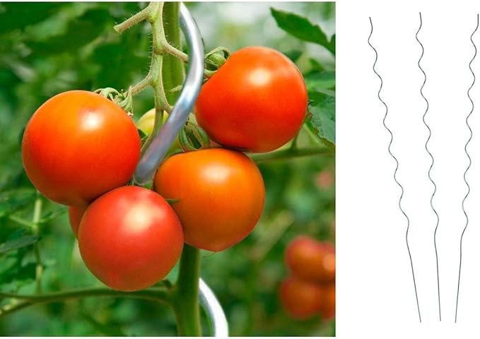 Atrama pomidorams ASEJA, spiralės formos, pilkos sp., aukštis 170 cm.