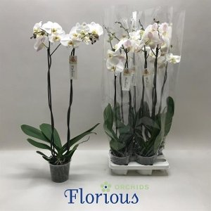 Kambarinis augalas, orchidėja (Phalaenopsis), 2 šakos, vazonėlio skersmuo 15 cm.