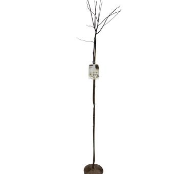 Dekoratyvinis medis, lamarko medlieva, ant stiebo, aukštis 130 cm., vazonėlio skersmuo 23 cm.
