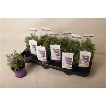 Daugiametė gėlė, levanda "Hicote", vazonėlio skersmuo 10,5 cm.