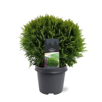 Spygliuotis, tuja vakarinė "Danica", vazonėlio skersmuo 23 cm.
