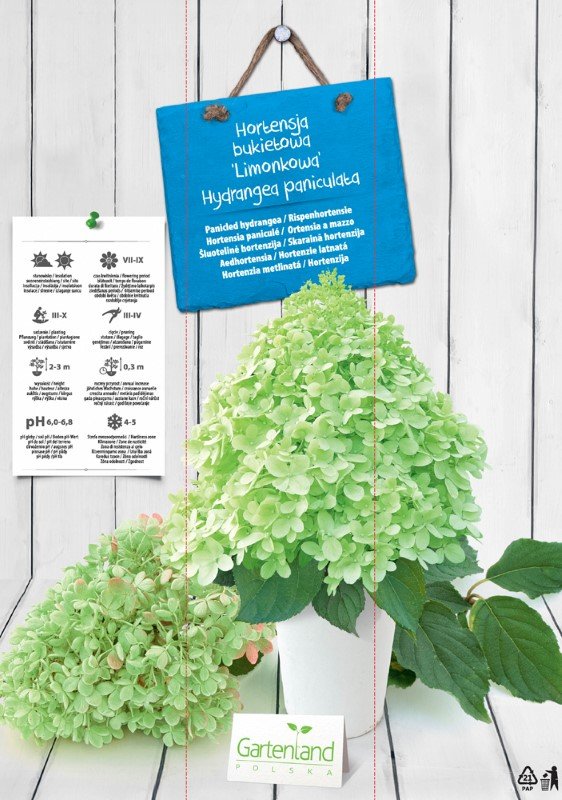 Dekoratyvinis krūmas, šluotelinė hortenzija "Limonkowa", kartoninė tūtelė