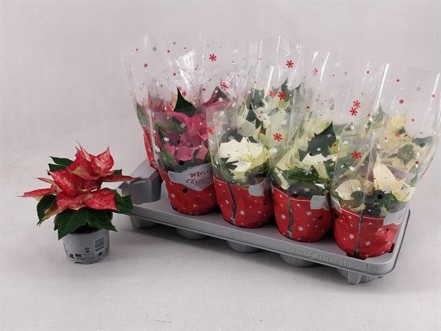 Kambarinis augalas, puansetija, įvairių spalvų, vazonėlio skersmuo 12 cm.