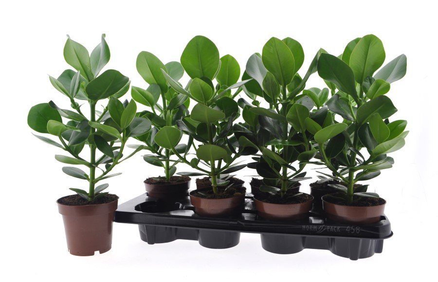 Kambarinis augalas, kluzija (Clusia) "Ro Princess", vazonėlio skersmuo 12 cm.