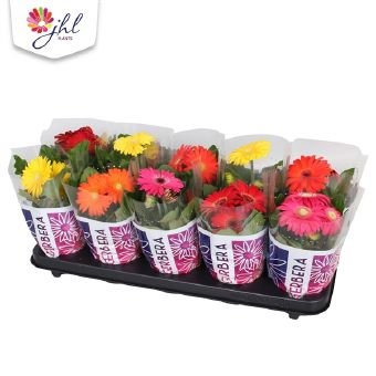 Kambarinis augalas, gerbera, vazonėlio skersmuo 12 cm.