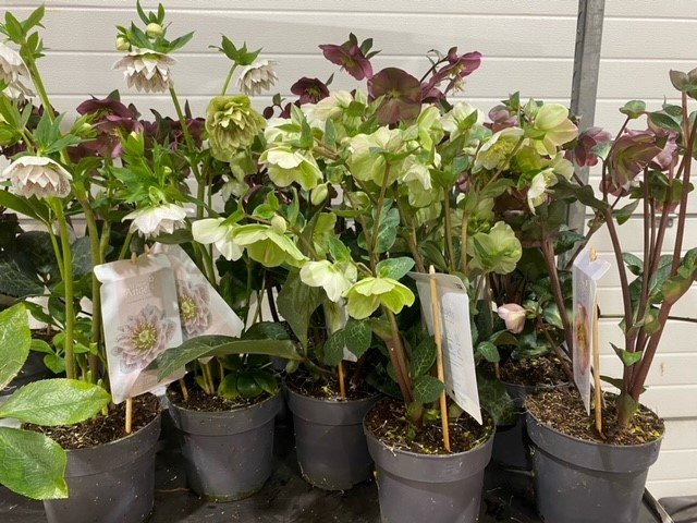 Daugiametė gėlė, eleboras, įvairūs, vazonėlio skersmuo 15 cm.