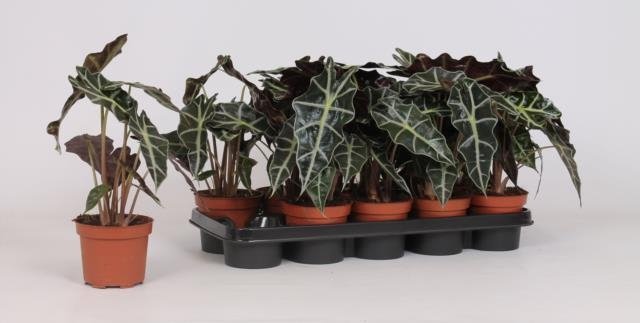 Kambarinis augalas, alokazija, vazonėlio skersmuo 12 cm.