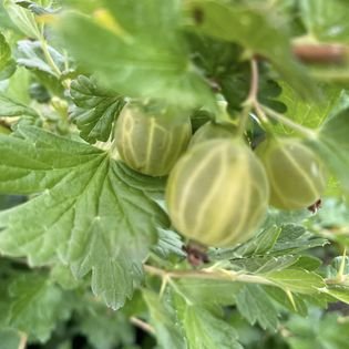 Vaiskrūmis, agrastas "Invicta", kamieninė forma