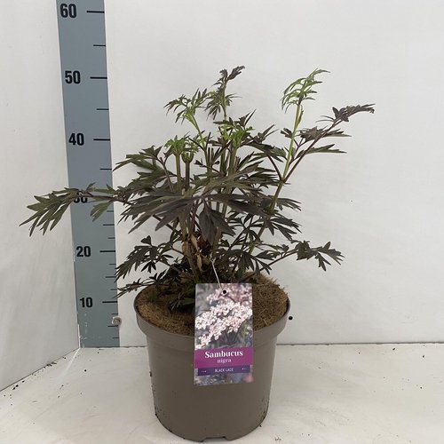 Dekoratyvinis krūmas, šeivamedis juoduogis "Black Lace", vazonėlio skersmuo 23 cm.