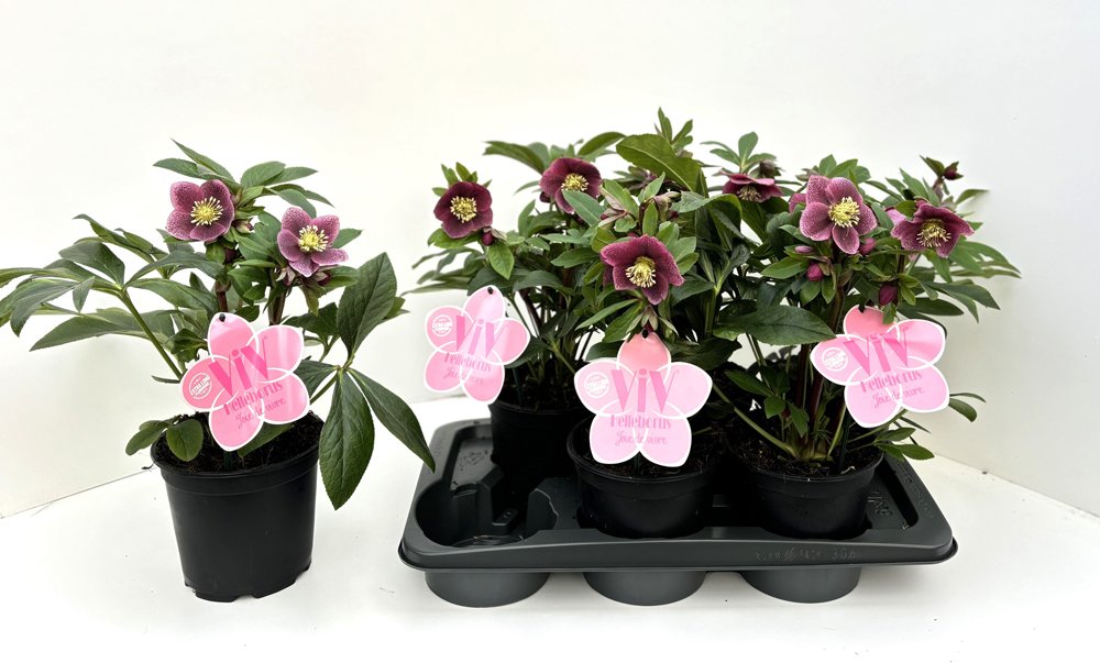 Daugiametė gėlė, eleboras Batista, vazonėlio skersmuo 17 cm