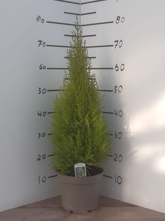 Spygliuotis, puskiparisis, vazonėlio skersmuo 21 cm.