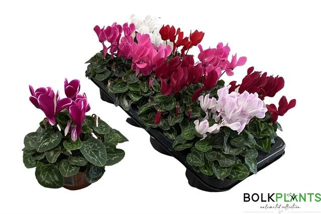 Kambarinis augalas, ciklamenas "Garden", vazonėlio skersmuo 11 cm.