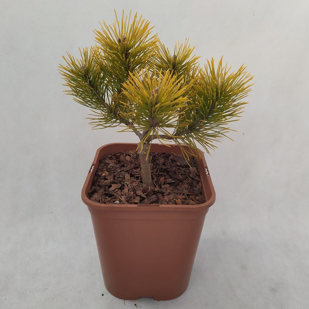 Spygliuotis, pušis "Golden Glow", vazonas 5 l.