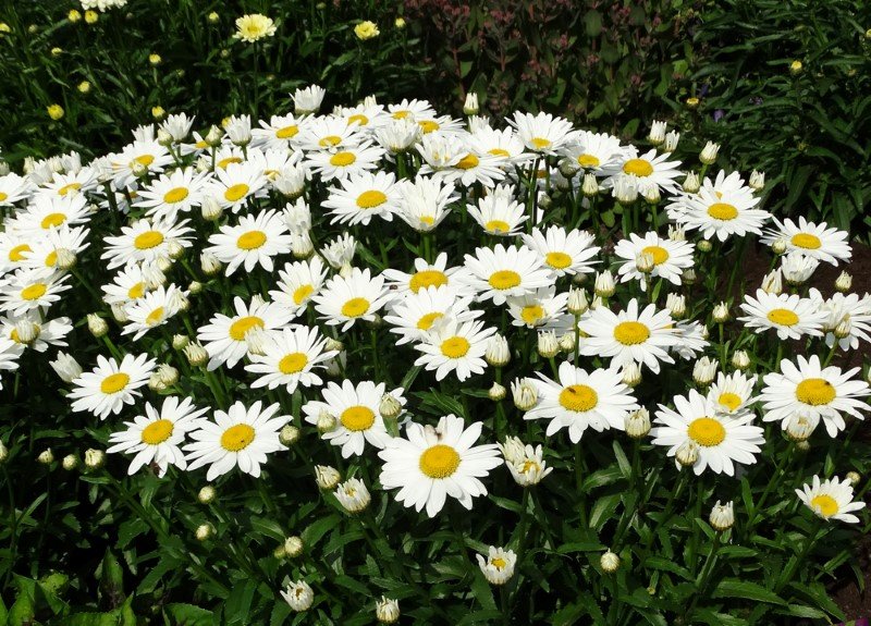 Daugiametė gėlė, baltagalvė SODO GAMA, vazonėlio talpa 2 l.