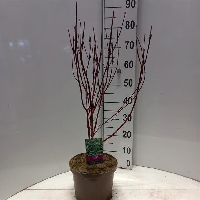 Dekoratyvinis krūmas, sedula "Elegantissi", vazonėlio skersmuo 23 cm.