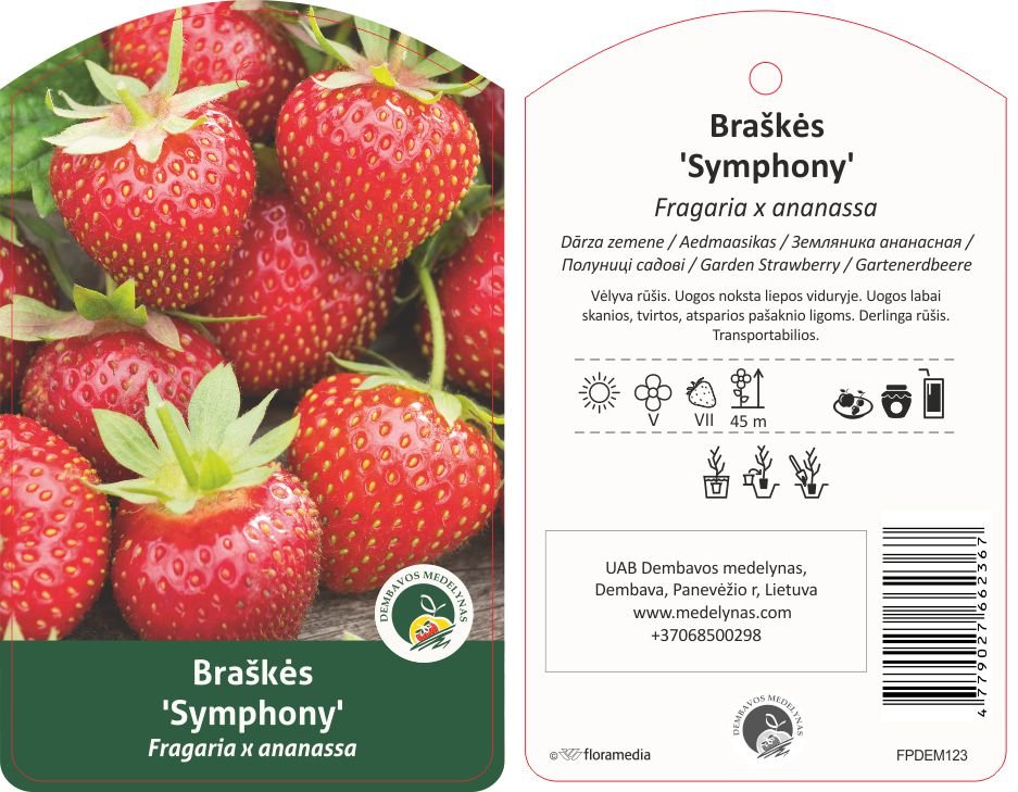 Braškės sodinukas "Symphony", 10 vnt.