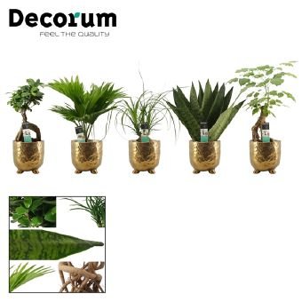 Kambarinis augalas, lapiniai augalai (įvairūs), metaliniame vazonėlyje, vazonėlio skersmuo 12 cm.