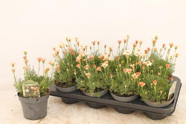 Vienmetė gėlė, rodantemas, vazonėlio skersmuo 13 cm.