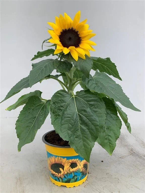 Daugiametė gėlė, saulėgrąža, vazonėlio skersmuo 13 cm.