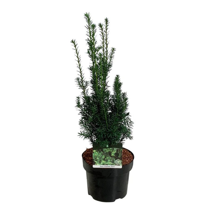 Spygliuotis, kukmedis dygusis "Nana", aukštis 50-60 cm., vazonas 10 l.