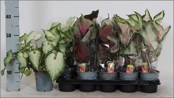 Kambarinis augalas, kaladis, vazonėlio skersmuo 12 cm.