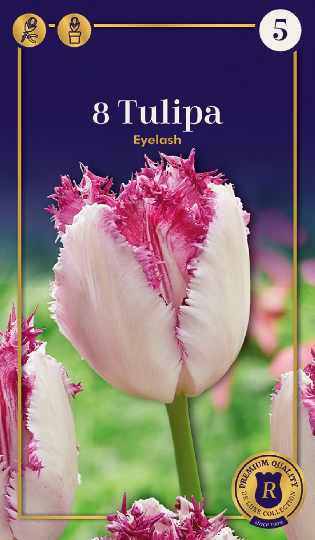 Šerkšnotųjų tulpių Eyelash svogūnėliai, 6 vnt., 12/+, Supreme, 618369, (R)