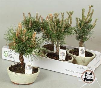 Kambarinis augalas, pušis (bonsai), vazonėlio skersmuo 15 cm.