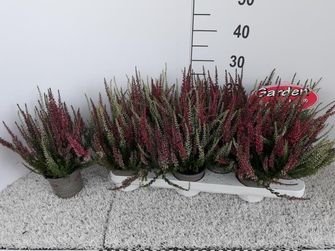 Vienmetė gėlė, viržis, vazonėlio skersmuo 10 cm.