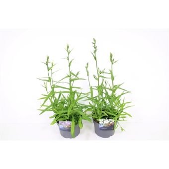 Daugiametė gėlė, katilėlis, vazono skersmuo 17 cm.