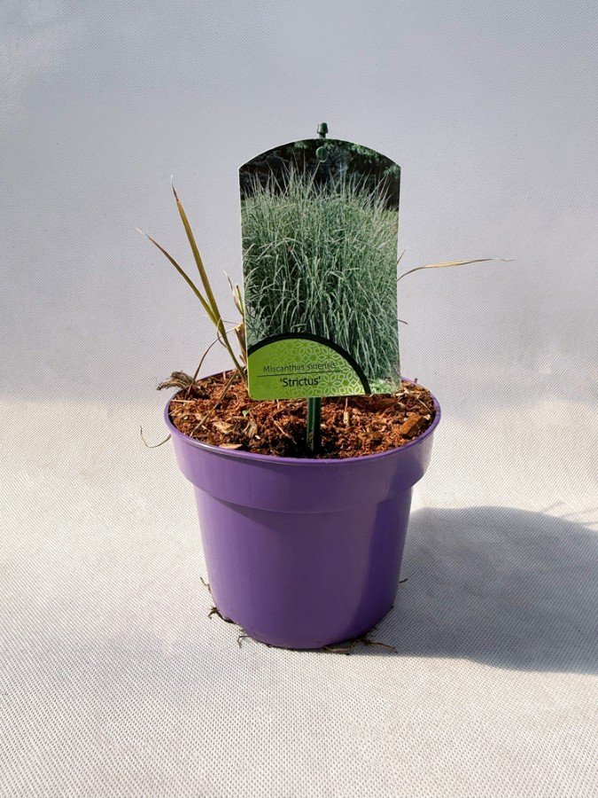 Žolinis augalas, miskantas kininis "Strictus", vazonas 2 l.