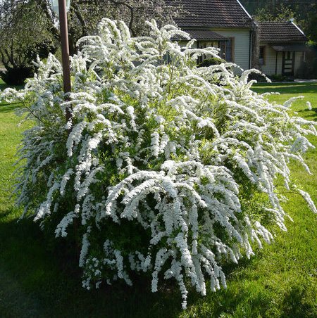 Dekoratyvinis krūmas, lanksva smailialapė, vazonėlio talpa 2 l.