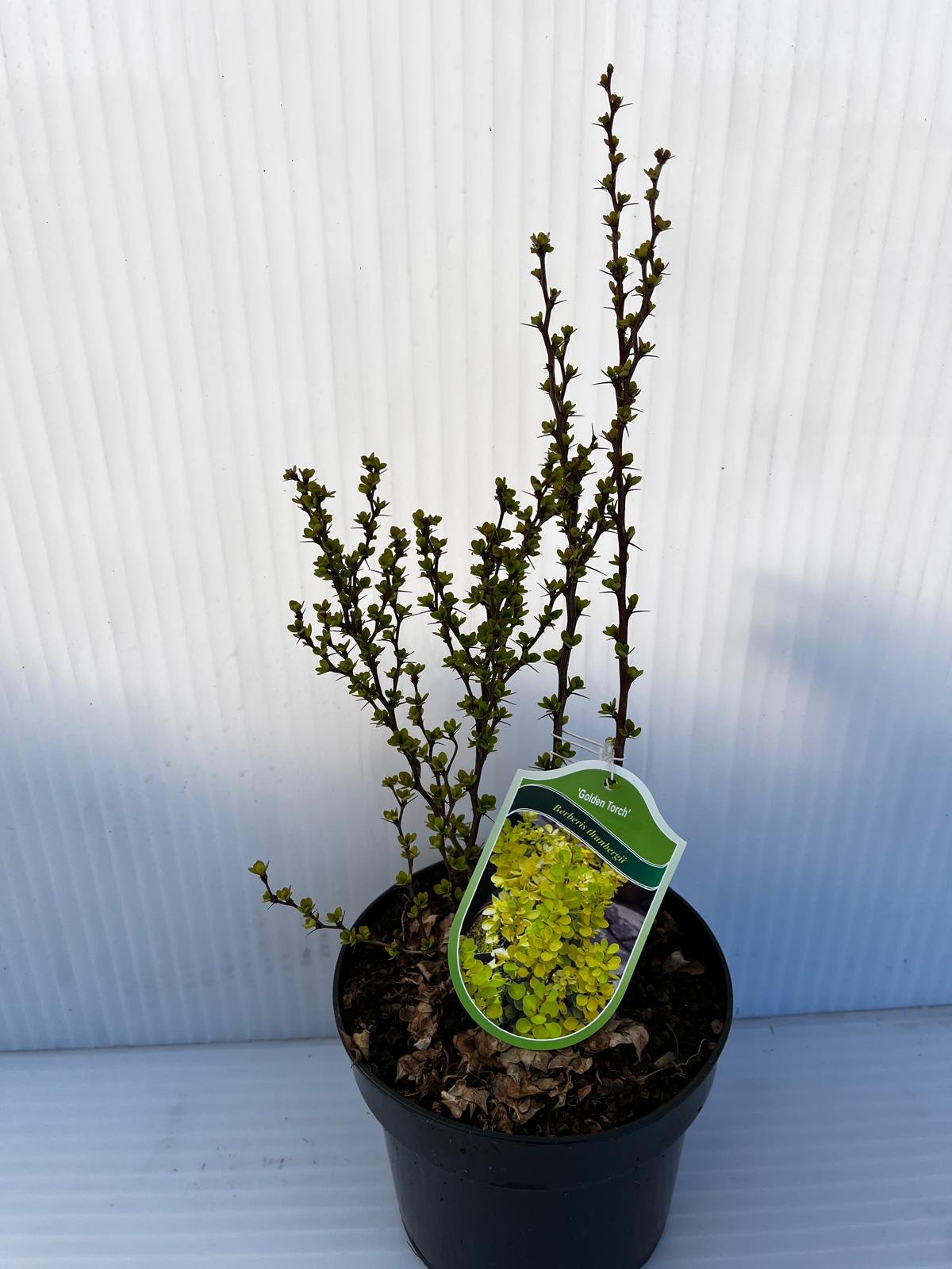 Dekoratyvinis krūmas, raugerškis tunbergo "Golden Torch", vazonas 2 l.