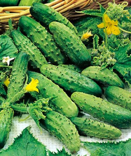 Daržovių sodinukai, agurkai "Piccolo Verde Di Parigi", vazonėlio skersmuo 10 cm.