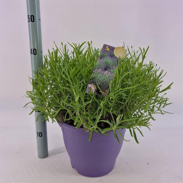 Daugiametė gėlė, levanda "Essence Pur", vazonėlio skersmuo 26 cm.