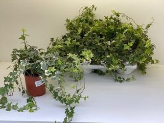 Kambarinis augalas, gebenė, vazonėlio skersmuo 13 cm.