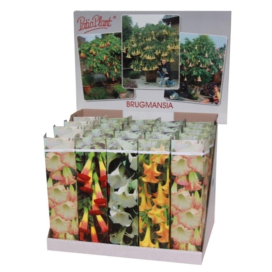 Vienmetė gėlė, brugmansija, įvairi, vazonėlio skersmuo 9 cm.